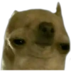 CHIHUAHUAS 8