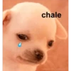 chale
MEMES DEL PERRITD
