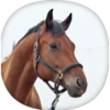 Cavalos 15