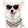 Perritos 7