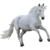 Cavalos 16