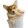 Perritos 8