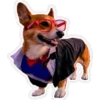 Perritos 9