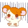 Hamster Taro 8