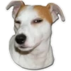 Perritos 10