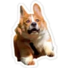 Perritos 11