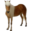 Cavalos 17