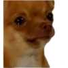 CHIHUAHUAS 9