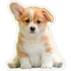 Perritos 12