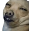 CHIHUAHUAS 10