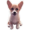 Perritos 13