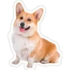 Perritos 14