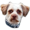 Perritos 16