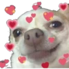 CHIHUAHUAS 11