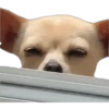 CHIHUAHUAS 12