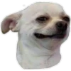 Perritos 17