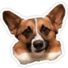 Perritos 18