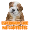 Stickers
ESPERANDO QUE
ME CONTESTES