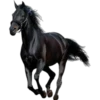 Cavalos 19