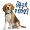 ️  Perritos con frases   ️ 20