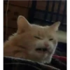 Uwu kittens 3 15