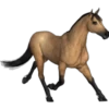 Cavalos 20