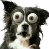 Perritos 19