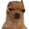 CHIHUAHUAS 14