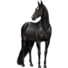 Cavalos 21