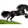 Cavalos 22