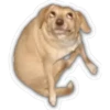 Perritos 22