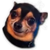 Perritos 23