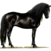 Cavalos 23