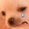 PERRITO 11
