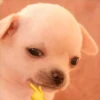 PERRITO 13