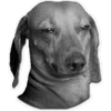 Perritos 24