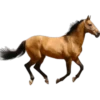 Cavalos 24