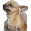 CHIHUAHUAS 16
