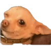 CHIHUAHUAS 17