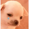 MENES DEL PERRITO
