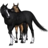 Cavalos 26