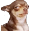 CHIHUAHUAS 18
