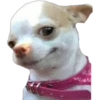 CHIHUAHUAS 19