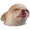 Perritos 25