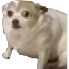 CHIHUAHUAS 20