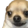 CHIHUAHUAS 21