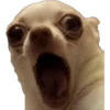 CHIHUAHUAS 22