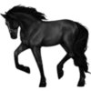Cavalos 28