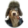 Perritos 27