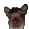 CHIHUAHUAS 23